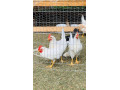 p-kohutov-leghorn-biely-12-tyzdnov-8-eur-ks-small-0