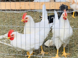 p-kohutov-leghorn-biely-12-tyzdnov-8-eur-ks
