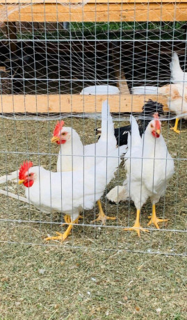 p-kohutov-leghorn-biely-12-tyzdnov-8-eur-ks-big-0