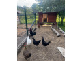 predam-kosovskeho-spevaka-small-2