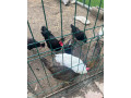 predam-kosovskeho-spevaka-small-0
