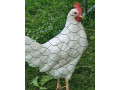 lenghorn-kohuty-small-0