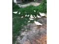 kacky-pizmove-cinske-small-2