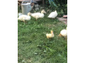 kacky-pizmove-cinske-small-4