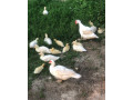 kacky-pizmove-cinske-small-0