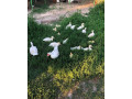 kacky-pizmove-cinske-small-3