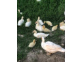 kacky-pizmove-cinske-small-1