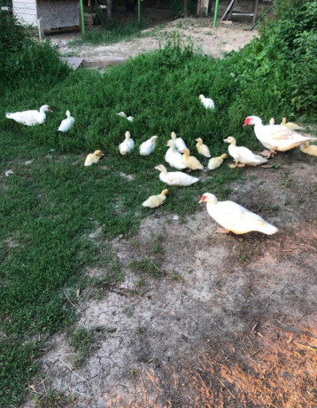 kacky-pizmove-cinske-big-2