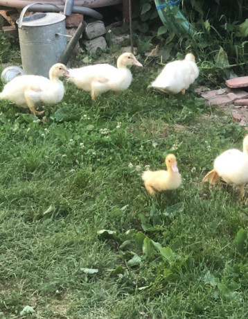 kacky-pizmove-cinske-big-4