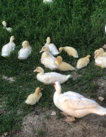 kacky-pizmove-cinske-big-1