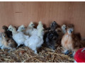 araukany-brahmanky-hodvabnicky-small-2
