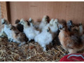 araukany-brahmanky-hodvabnicky-small-1