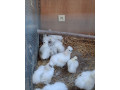 araukany-brahmanky-hodvabnicky-small-4