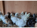 araukany-brahmanky-hodvabnicky-small-3