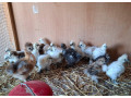 araukany-brahmanky-hodvabnicky-small-0