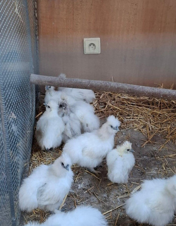 araukany-brahmanky-hodvabnicky-big-4