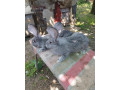 predavam-beglicky-obry-samici-small-1
