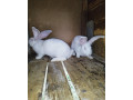 predavam-beglicky-obry-samici-small-4