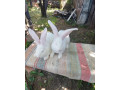 predavam-beglicky-obry-samici-small-3