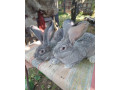 predavam-beglicky-obry-samici-small-0