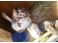 predam-samicku-kralika-ma-2-mlade-small-3