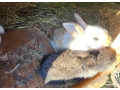 predam-samicku-kralika-ma-2-mlade-small-2