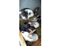 predam-mlade-3-mesacne-zajace-small-3