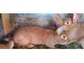 predam-mlade-zajace-small-4