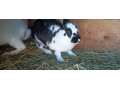 predam-samicu-small-4