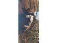 predam-samicu-small-0