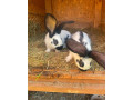 zajacekralikybelgicky-obornemecky-strakos-small-1