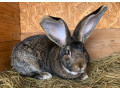 zajacekralikybelgicky-obornemecky-strakos-small-3