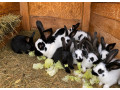 zajacekralikybelgicky-obornemecky-strakos-small-2