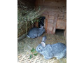 cincila-velka-small-3