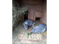 cincila-velka-small-2