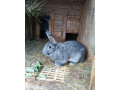 cincila-velka-small-1