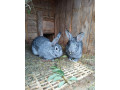 cincila-velka-small-0