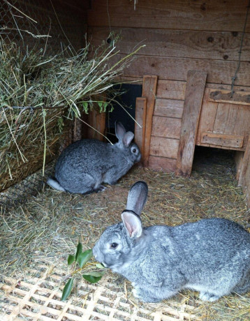 cincila-velka-big-3