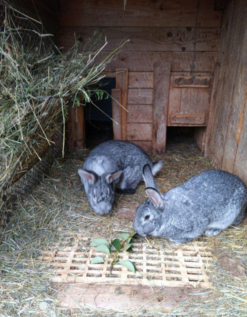 cincila-velka-big-2