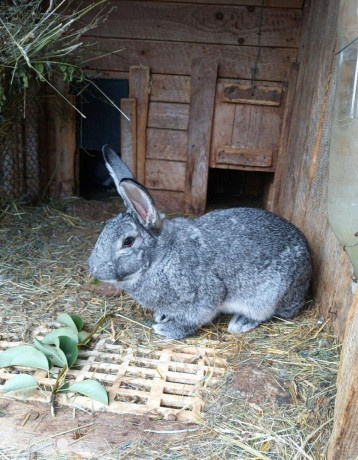 cincila-velka-big-1