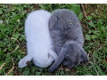 zakrsle-baranceky-minilop-nhd-mladatka-small-2