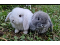 zakrsle-baranceky-minilop-nhd-mladatka-small-1