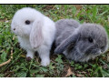 zakrsle-baranceky-minilop-nhd-mladatka-small-0