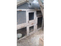 domcek-pre-kraliky-small-0