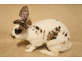 dalmatinsky-rex-trojfarebny-small-2