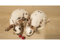 dalmatinsky-rex-trojfarebny-small-0