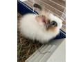 kralik-small-0