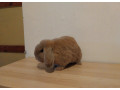 minilop-small-0