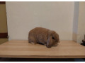 minilop-small-1