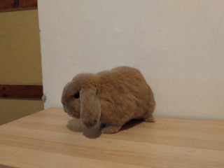 minilop